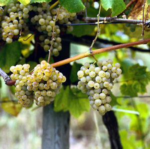 Albariño Albariño