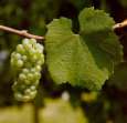 Chardonnay Chardonnay