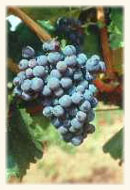 Garnacha tinta Garnacha tinta
