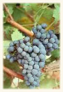 Malbec Malbec
