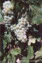 Riesling Riesling