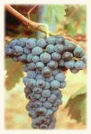 Tinto del país Tinto del país